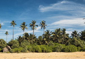 Sen Wellness Sanctuary